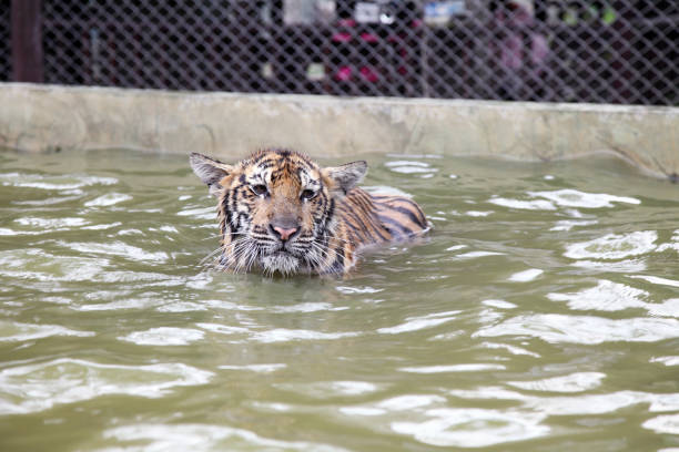 tygrys bengalski - tiger zoo animal awe zdjęcia i obrazy z banku zdjęć
