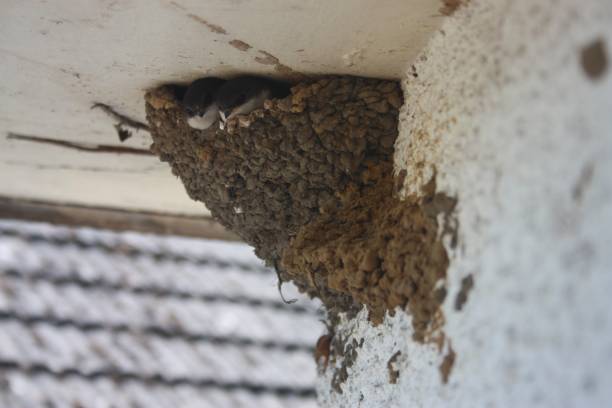 istock House Martin Nest With Fledgling Looking Out 1067367424