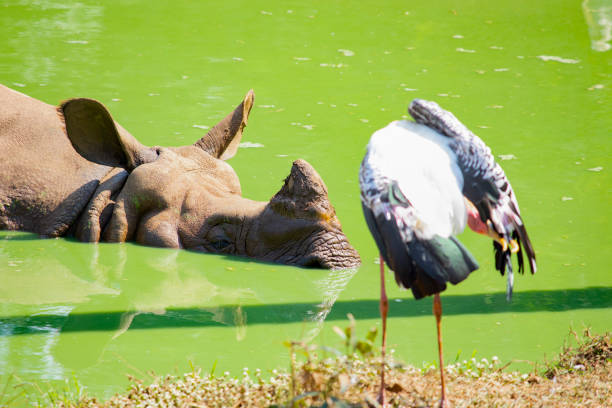 istock bird in pond green water closeup 1067367740