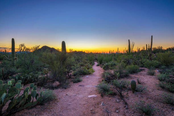 istock Sunset in Saguaro National Park in Arizona 1067376520