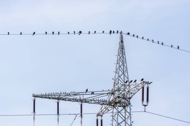 istock Ravens are sitting on a power line 1067379956