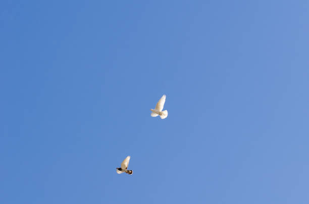 istock Tumbler pigeons 1067382572