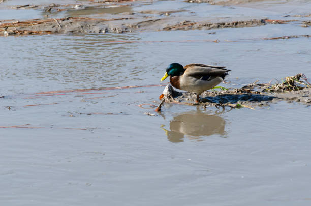 istock Mallard duck is struggling 1067382690