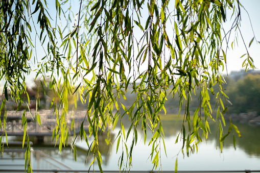 A beautiful green willow tree overlooking the a lake surrounded by mountains