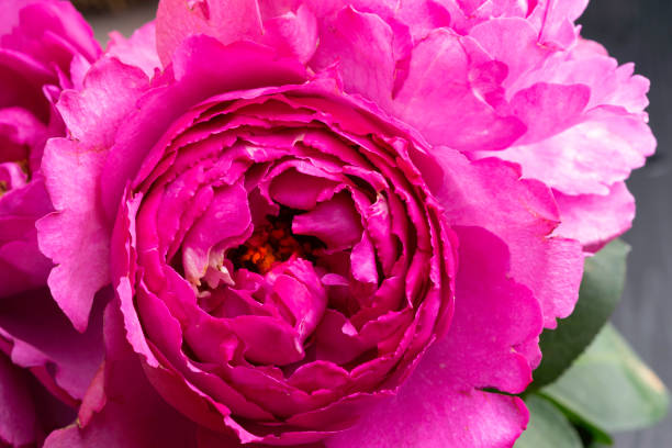 istock fresh bright blooming peonies flowers, pink bud 1067383706
