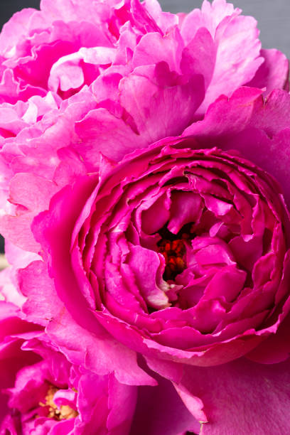 istock fresh bright blooming peonies flowers, pink bud 1067383714