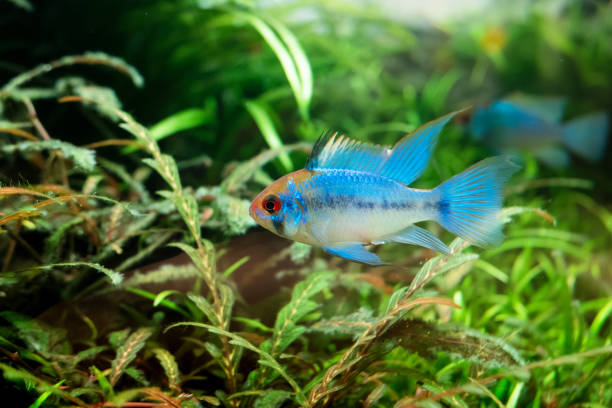 istock Blue ram cichlid in an aquarium. 1067385930