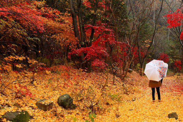 istock foliage of rainy autumn days 1067387044