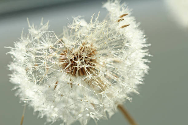 istock Dandelion close-up. Dandelion seeds, background 1067389976