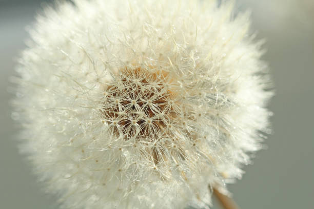 istock Dandelion close-up. Dandelion seeds, background 1067389986