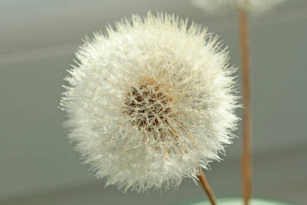 istock Dandelion close-up. Dandelion seeds, background 1067390010
