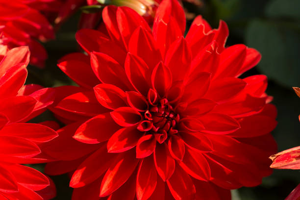 istock Beautiful red Dahlia flowers 1067390090