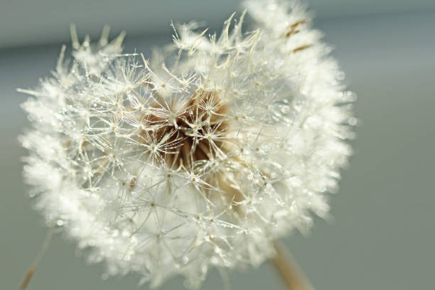 istock Dandelion close-up. Dandelion seeds, background 1067390104