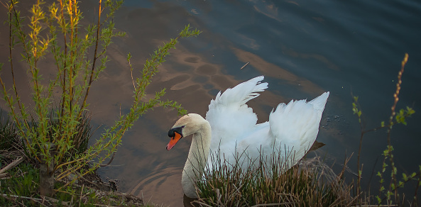 Swan In A River In Windsor