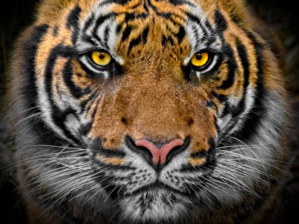 istock Sumatran Tiger portrait close up 1067397382