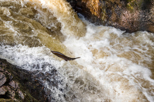 istock Wild Salmon - River Almond Scotland 1067397406