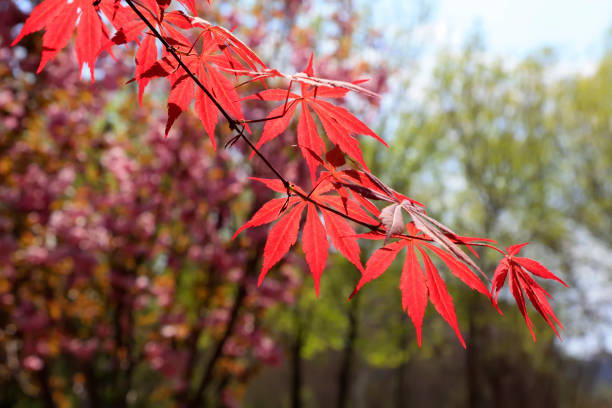 istock Maple leaves in a garden 1067397820