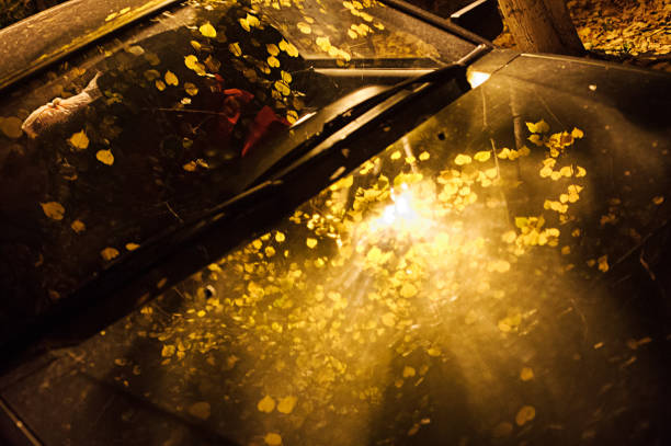 Background texture, pattern. Autumn leaves, drops of water from the rain. Car at night under a street lamp