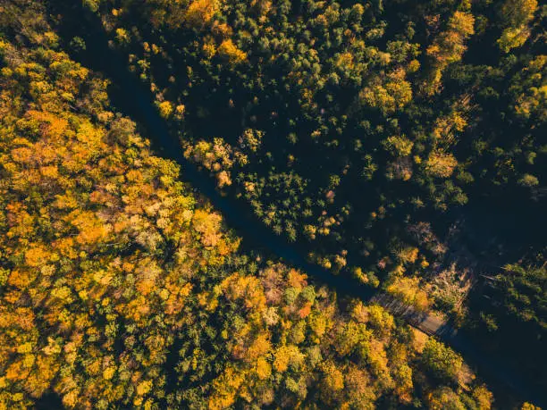 Aerial view of road in the autumn forest, view from above, drone point of view. Inspiring autumn season landscape background.