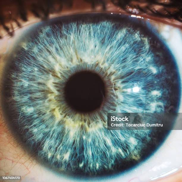 Macro Blue Eyes Color Stock Photo - Download Image Now - Eye, Iris - Eye, Macrophotography