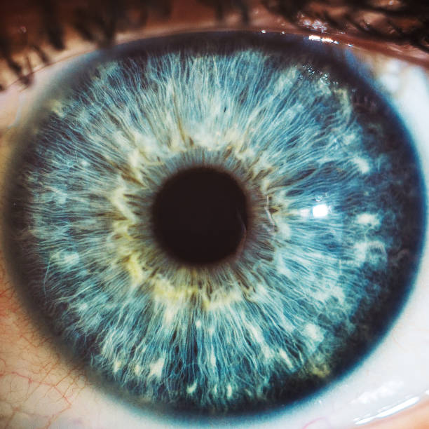 macro blue eyes color - close up of iris imagens e fotografias de stock
