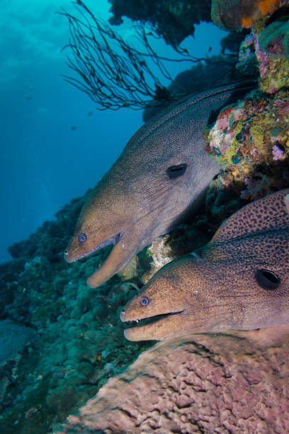 istock Two Giant Moray Eels (Gymnothorax javanicus) symmetrical in Coral reef 1067405012