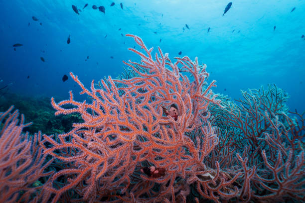 Underwater red finger Gorgonia (Diodogorgia nodulifera) coral
