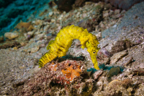istock Underwater Threatened species Tigertail Sea Horse (Hippocampus comes) 1067408270