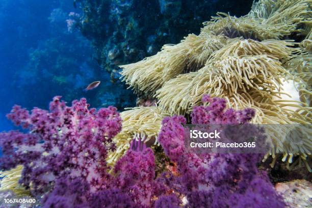 Epic Nature Underwater Magnificent Sea Anemone Clown Fish And Purple Alcyonarian Coral Stock Photo - Download Image Now