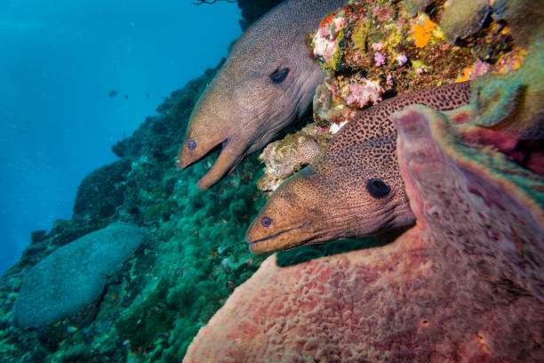 istock Two Giant Moray Eels (Gymnothorax javanicus) symmetrical in Coral reef 1067408672