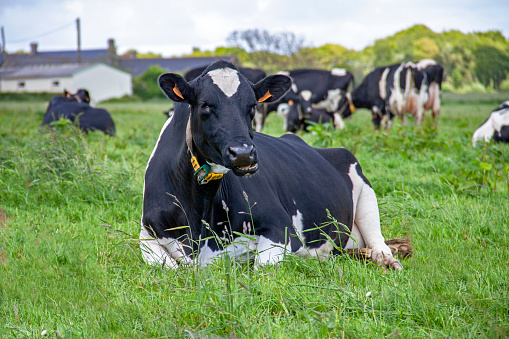 Holstein cows grazing