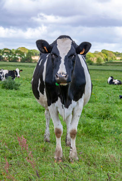 vaches holstein en pâture - holstein stock-fotos und bilder