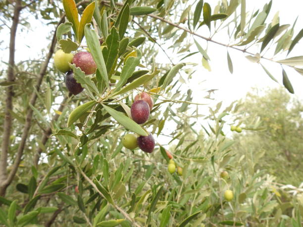 istock olive harvest season 1067415448
