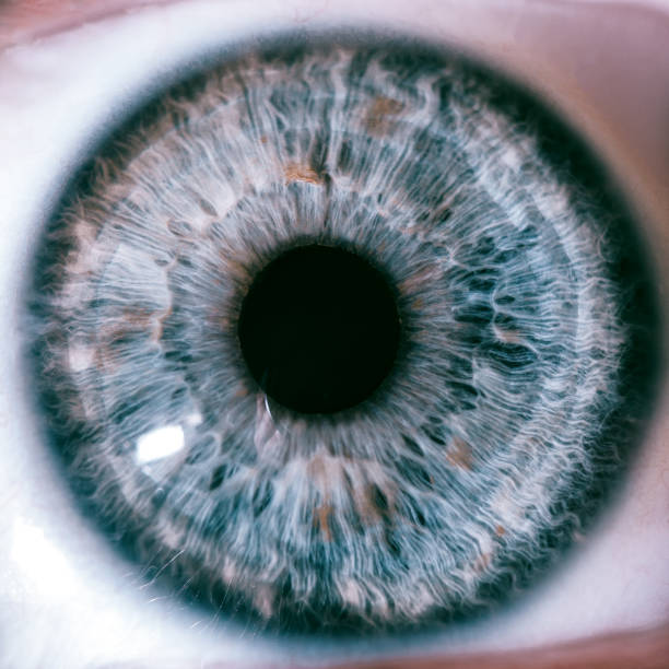 human macro eyes - close up of iris imagens e fotografias de stock