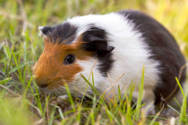 istock Guinea pig is eating grass. 1067417790