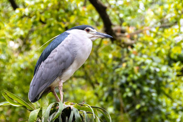 istock Night heron in Kuala Lumpur park 1067418524