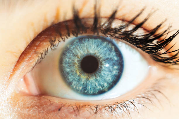 макро человеческие голубые глаза - eyeball iris human eye macro стоковые фото и изображения
