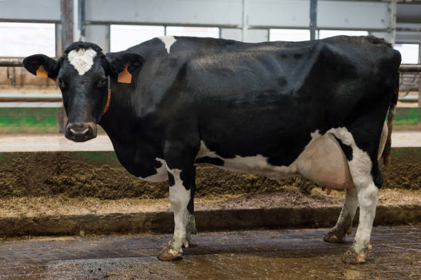 Dairy cow on a farm stock photo