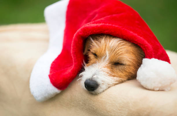 istock Christmas lazy pet dog resting 1067423502