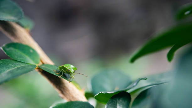 istock Nice green insect on green leaf 1067423910