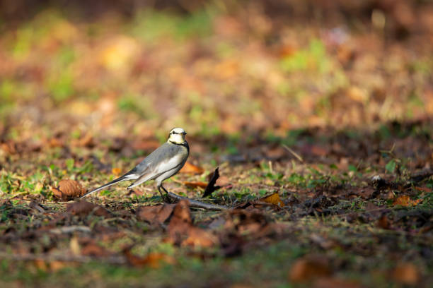 istock Wagtail on an autumn tint ground. 1067424622