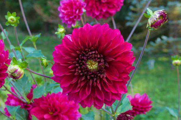 istock Beautiful red dahlia in garden. 1067426366