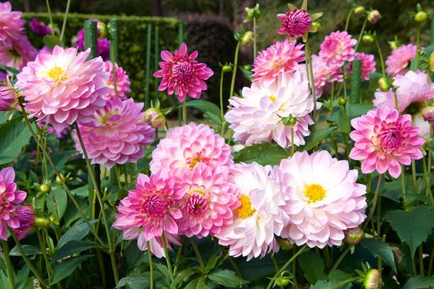 istock Beautiful pink dahlia in garden. 1067426384