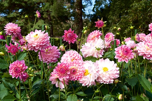 The petals of a beautiful dahlia flower and two unopened buds in a Cape Cod garden.