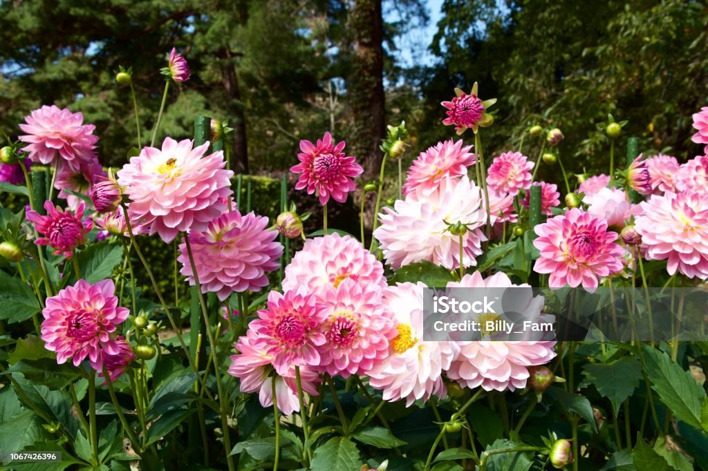 Vackra rosa dahlia i trädgården. - Royaltyfri Dahliasläktet Bildbanksbilder