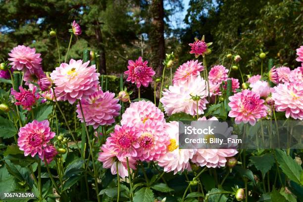Vackra Rosa Dahlia I Trädgården-foton och fler bilder på Dahliasläktet - Dahliasläktet, Fram eller baksida, Blomma