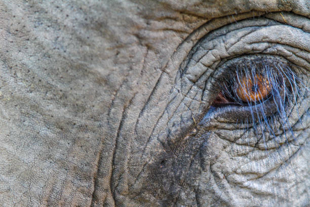 istock eye of an old elephant 1067426570