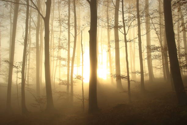istock Foggy scene in forest, sunlight breaking through the between trees 1067427116