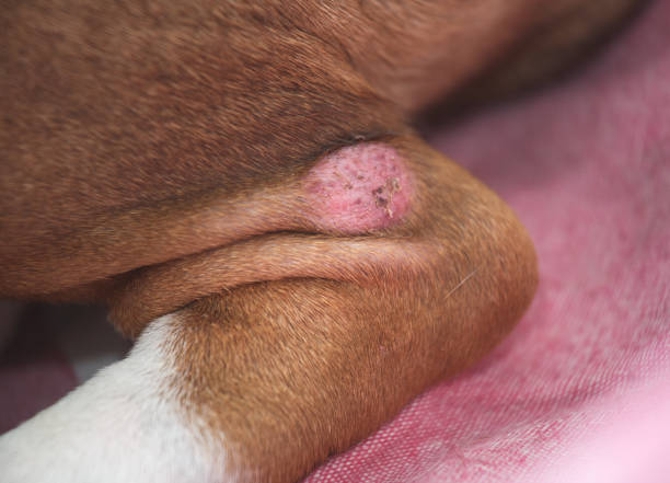 skin problem on dog's leg Skin problem on the leg of a female English Bulldog skin inflammation stock pictures, royalty-free photos & images
