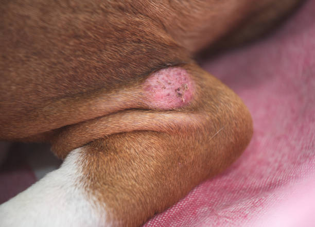 skin problem on dog's leg - animal skin imagens e fotografias de stock